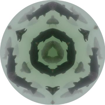 A mandala of fish from a photograph at the DC Booth Fish Hatchery in Spearfish, SD.