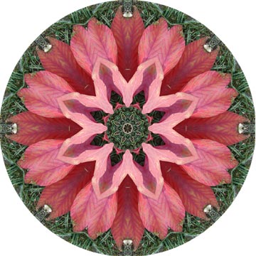 This mandala made from a single fall leaf on grass yeilds this poinsetta-like image.